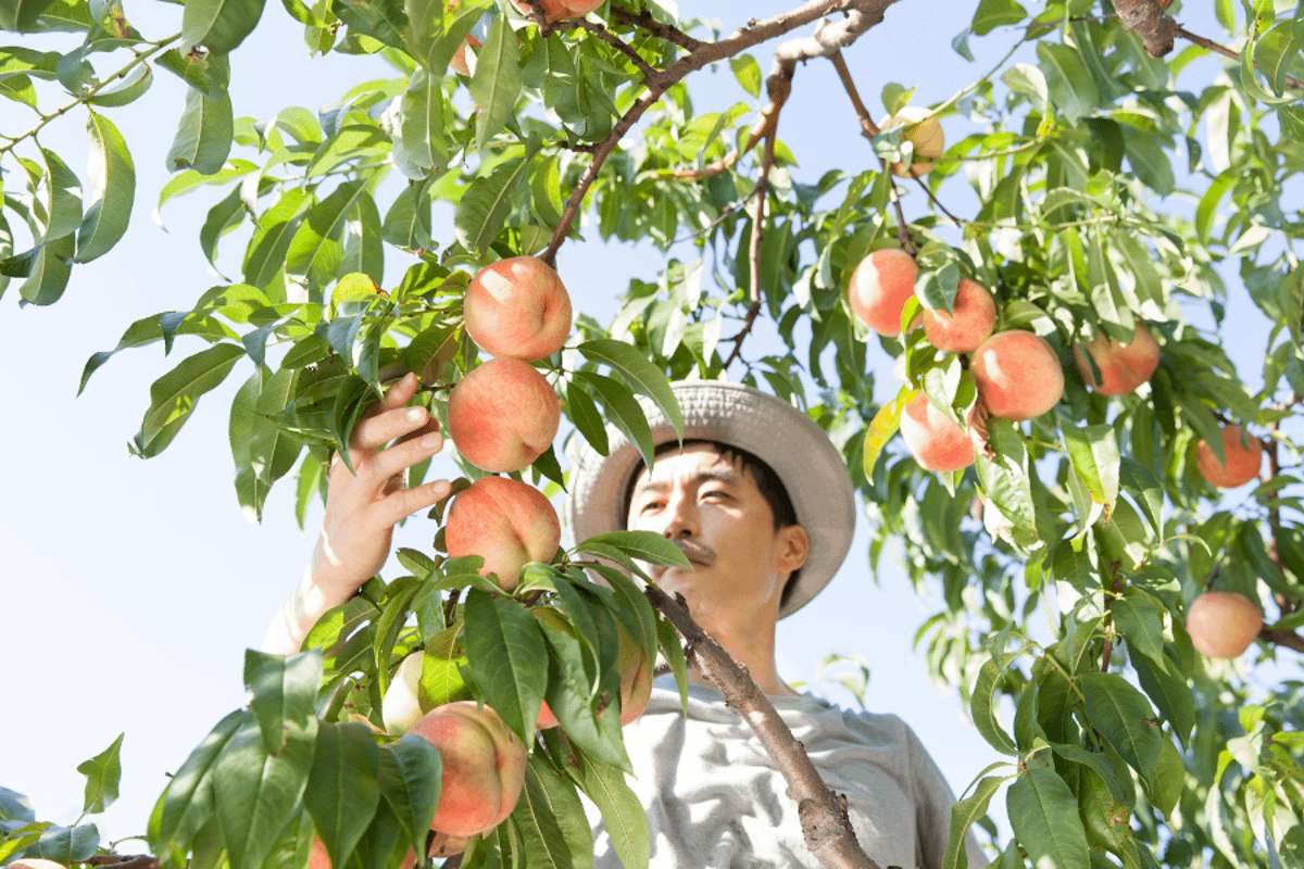 image for California farmers to destroy 420,000 peach trees after Del Monte collapses