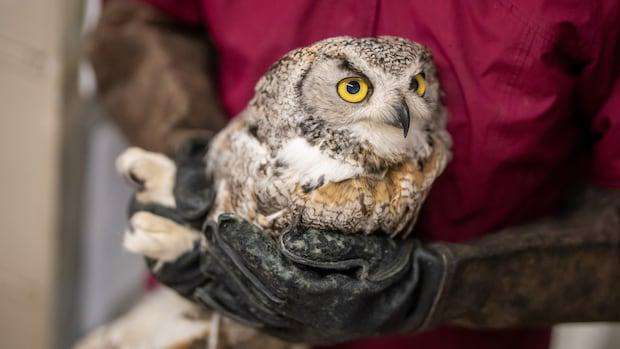 image for Casper the foster mom owl has raised hundreds of rescued owlets as her own