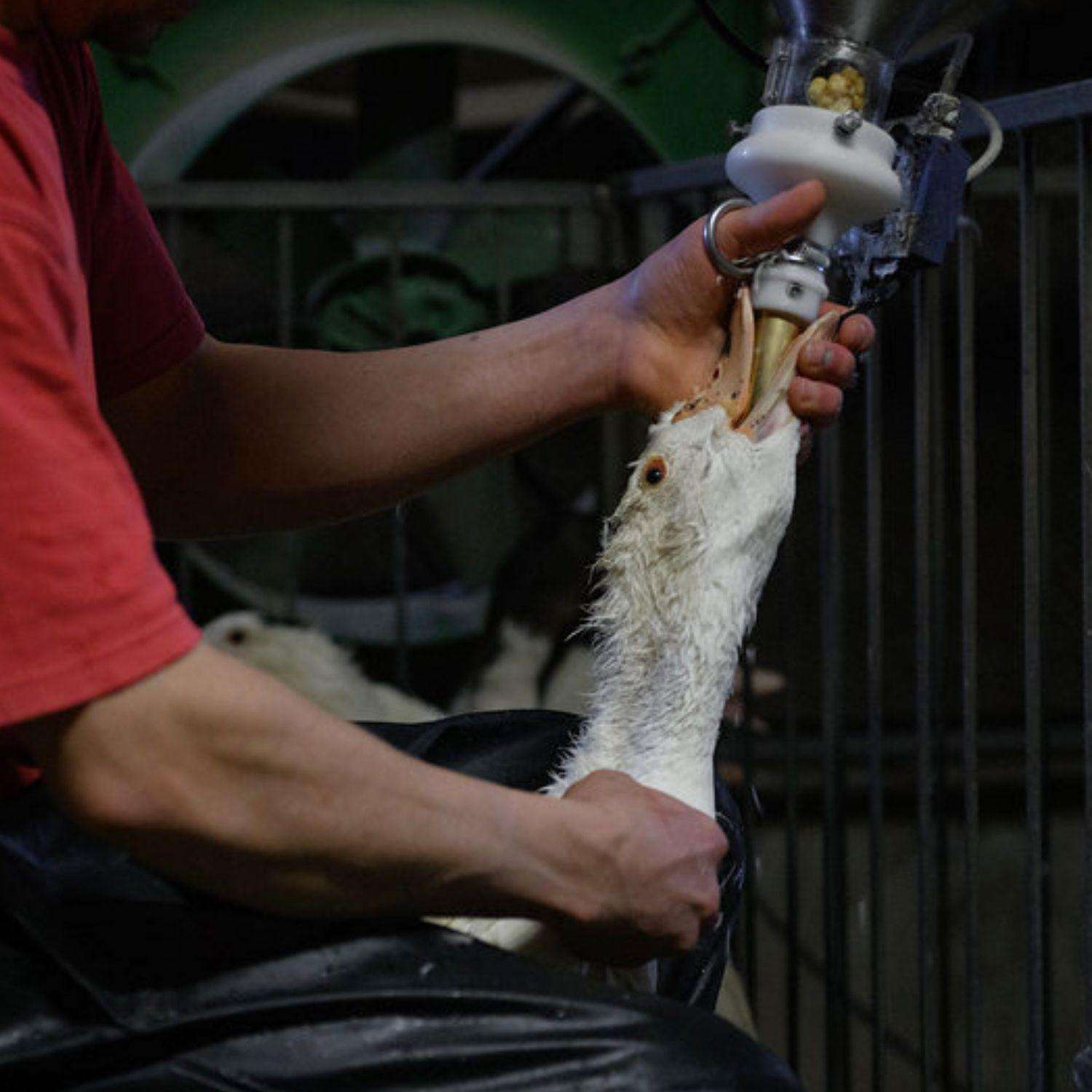 image for Brazil’s foie gras ban set to make history across Latin America