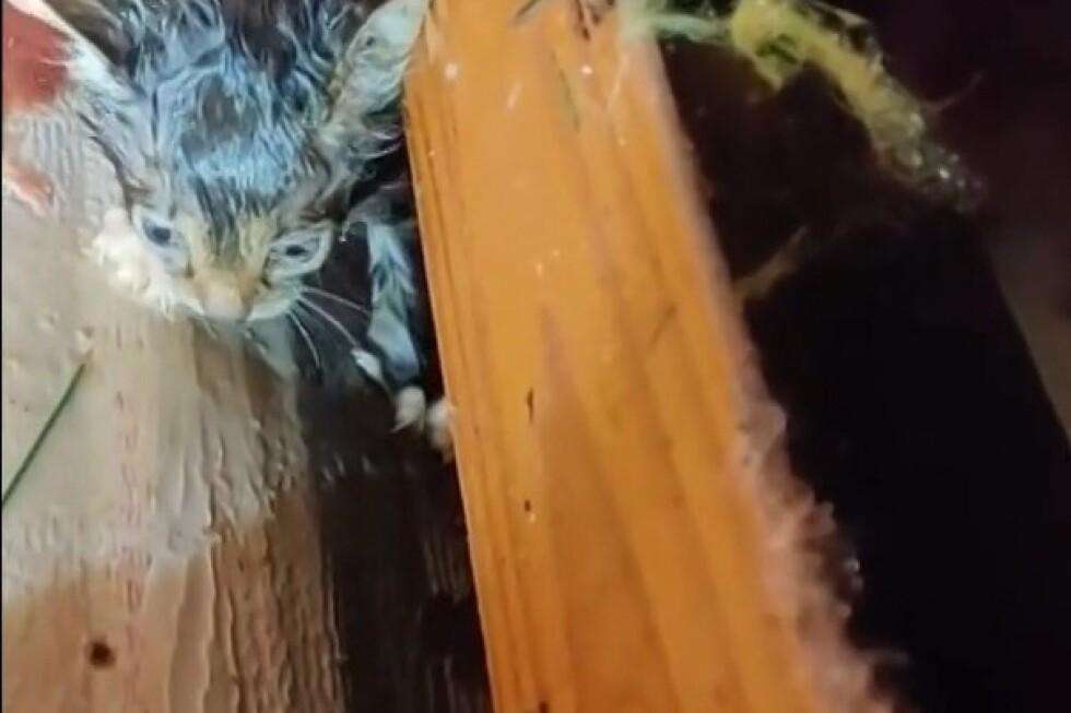 image for A faint meow in the rubble of a Mississippi tornado leads to a stunning rescue