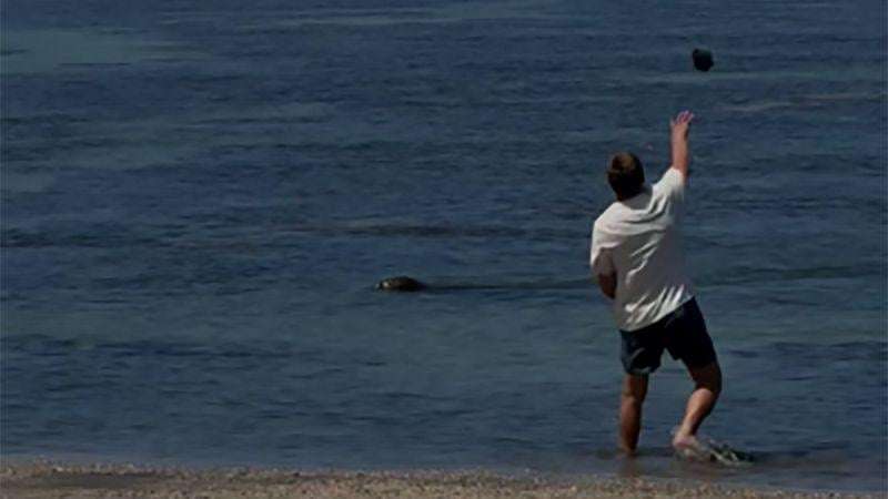 image for Hawaii ‘Lani’ monk seal: US agents arrest tourist after video shows a rock hurled at endangered animal