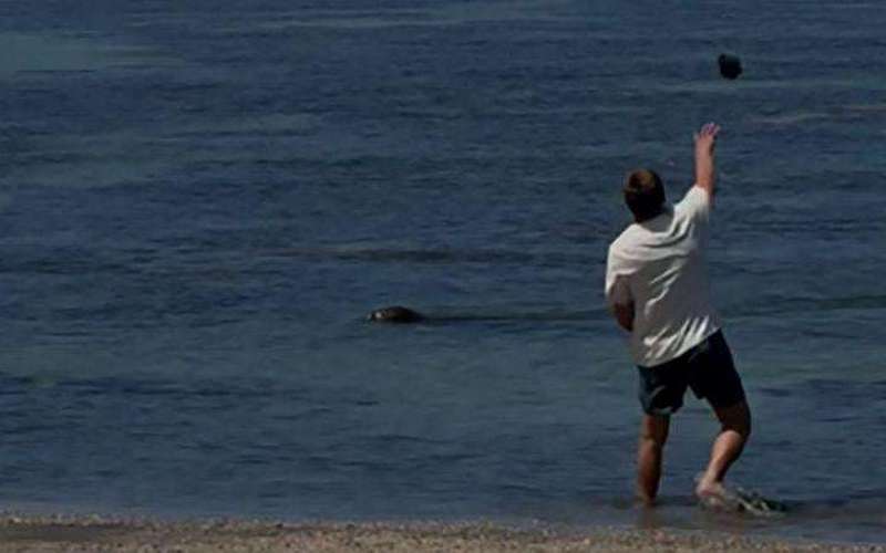image for Hawaii ‘Lani’ monk seal: US agents arrest tourist after video shows a rock hurled at endangered animal