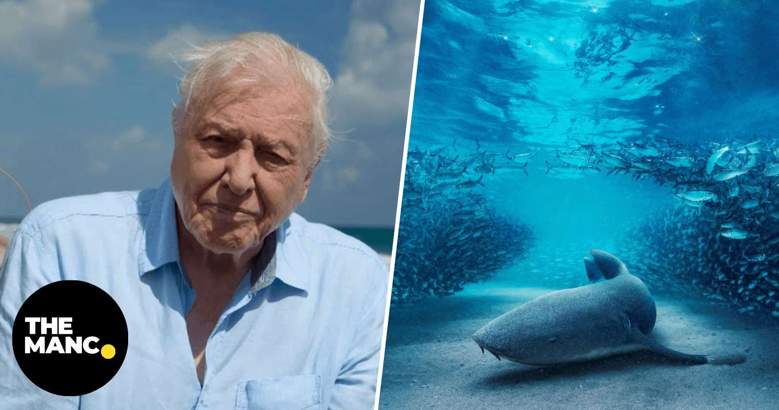 image for BBC announces David Attenborough is returning to narrate Blue Planet III