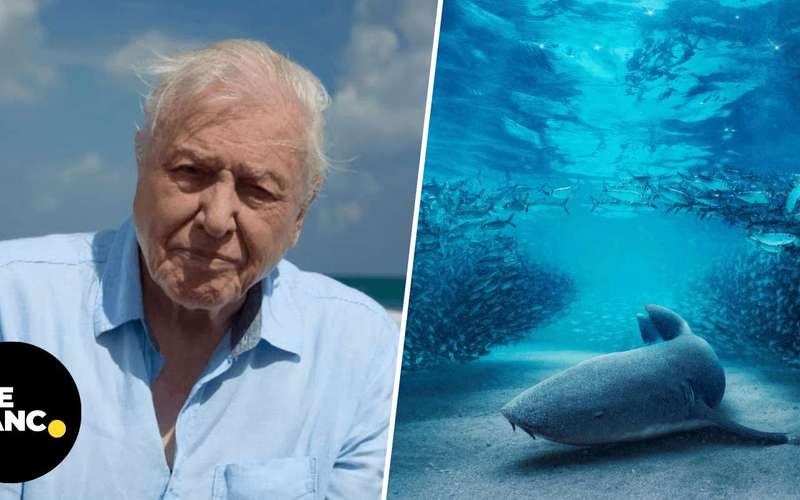 image for BBC announces David Attenborough is returning to narrate Blue Planet III