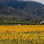 image for Pulled over this morning when the clouds opened over Maui’s sunflower fields [OC]