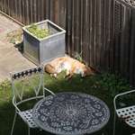 image for OC: Urban fox fast asleep in a London garden