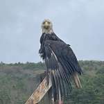 image for National symbol 2026 (OC)