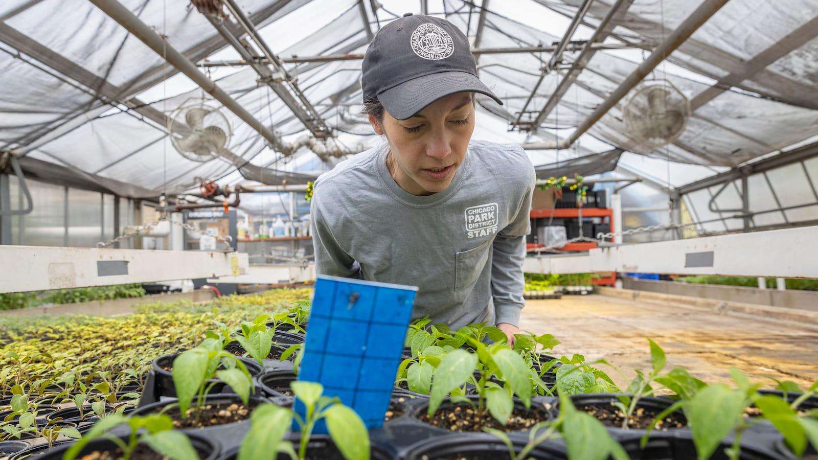 image for Once dismissed as weeds, native plants are now flying off the shelves