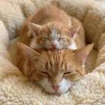 image for [OC] Cat and kitten's nap time