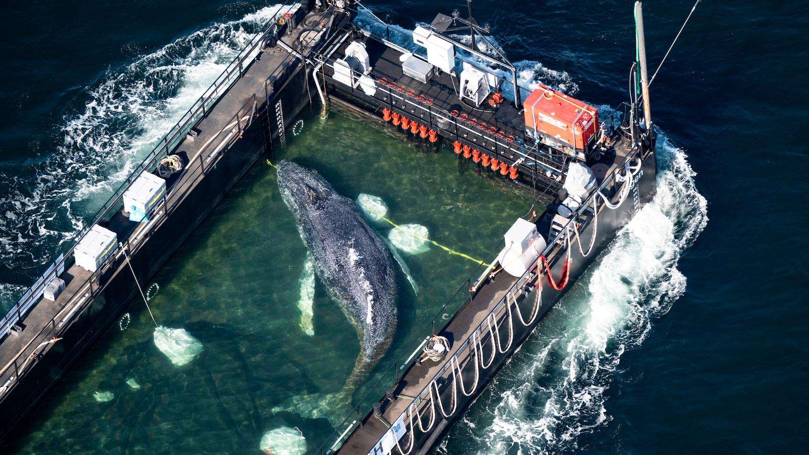 image for Humpback whale released after spectacular rescue effort found dead