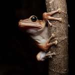 image for [OC] A treefrog hit the 'Life on Earth' pose for me when I got stuck in Bangkok due to the Iran war.