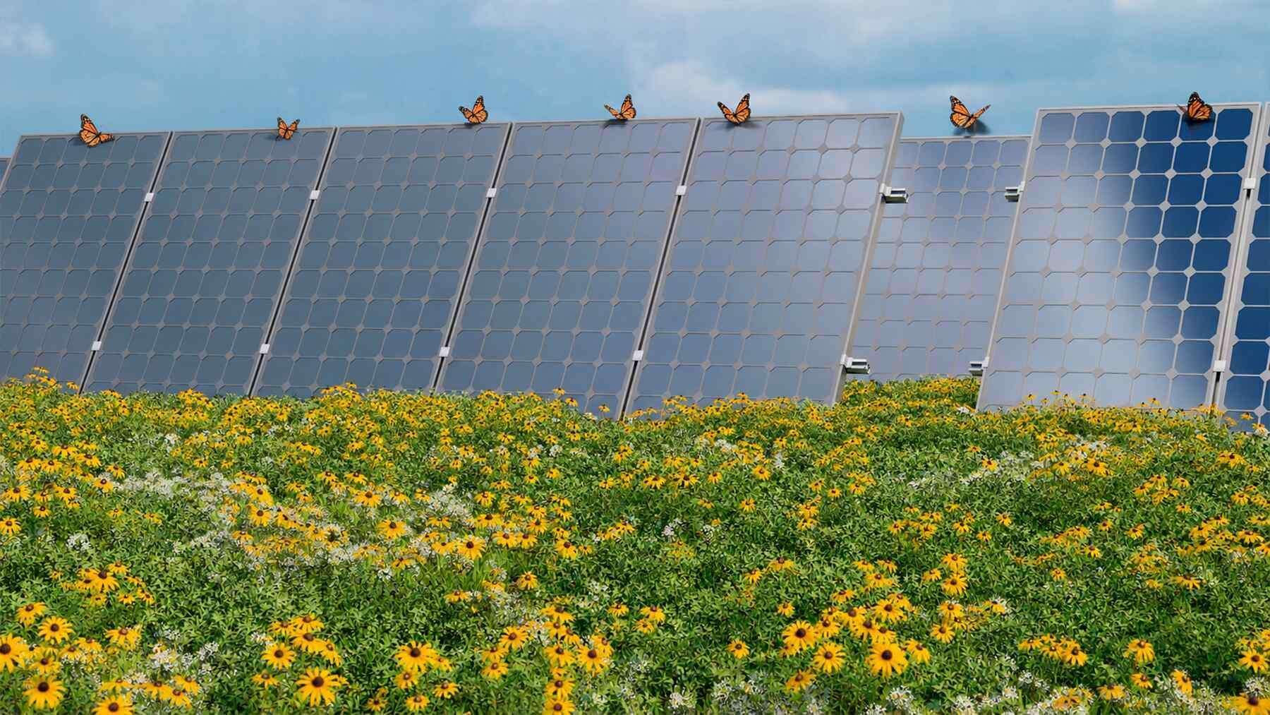 image for A solar plant in Minnesota planted flowers beneath its panels, and soon monarch butterflies and dozens of new plant species began to appear