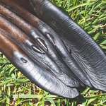 image for Sea Lion's Tootsies