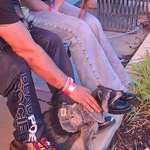 image for This guy put on a rock vest on his pet racoon and brought him to a rock concert!