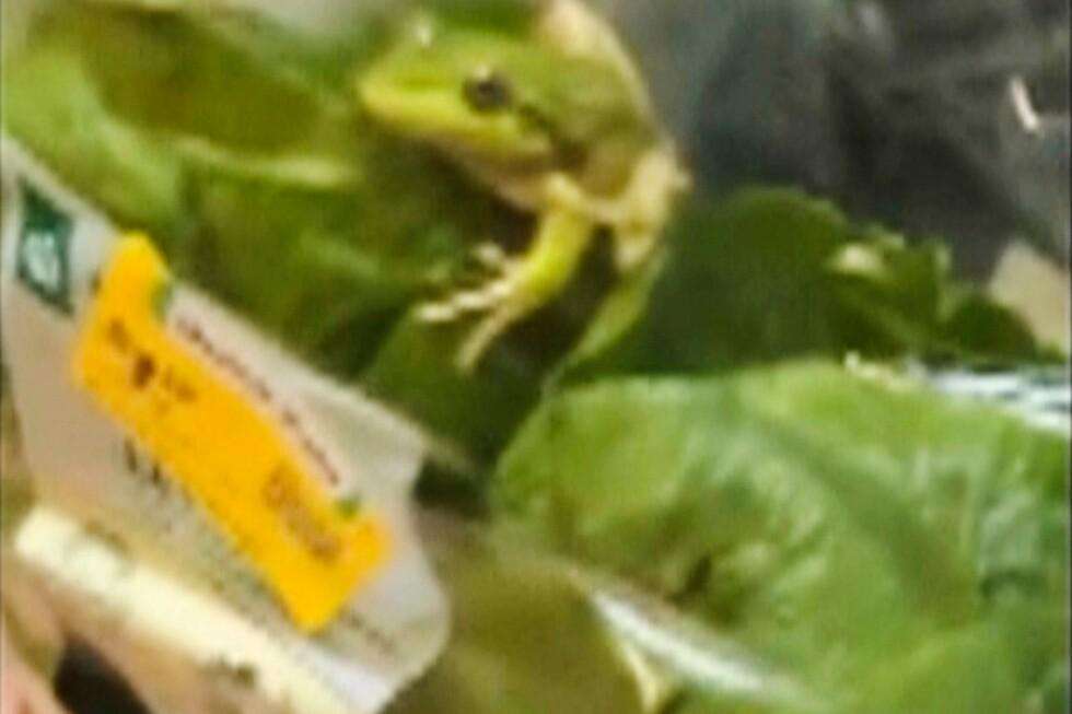 image for Lettuce introduce you to the live frog found in this grocery store salad bag