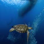 image for ( oc ) Finally caught a dream shot: Turtle and the sardine run in Moalboal