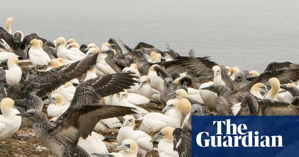 image for Sharp drop in ‘forever chemicals’ in seabird eggs hailed as win for regulation