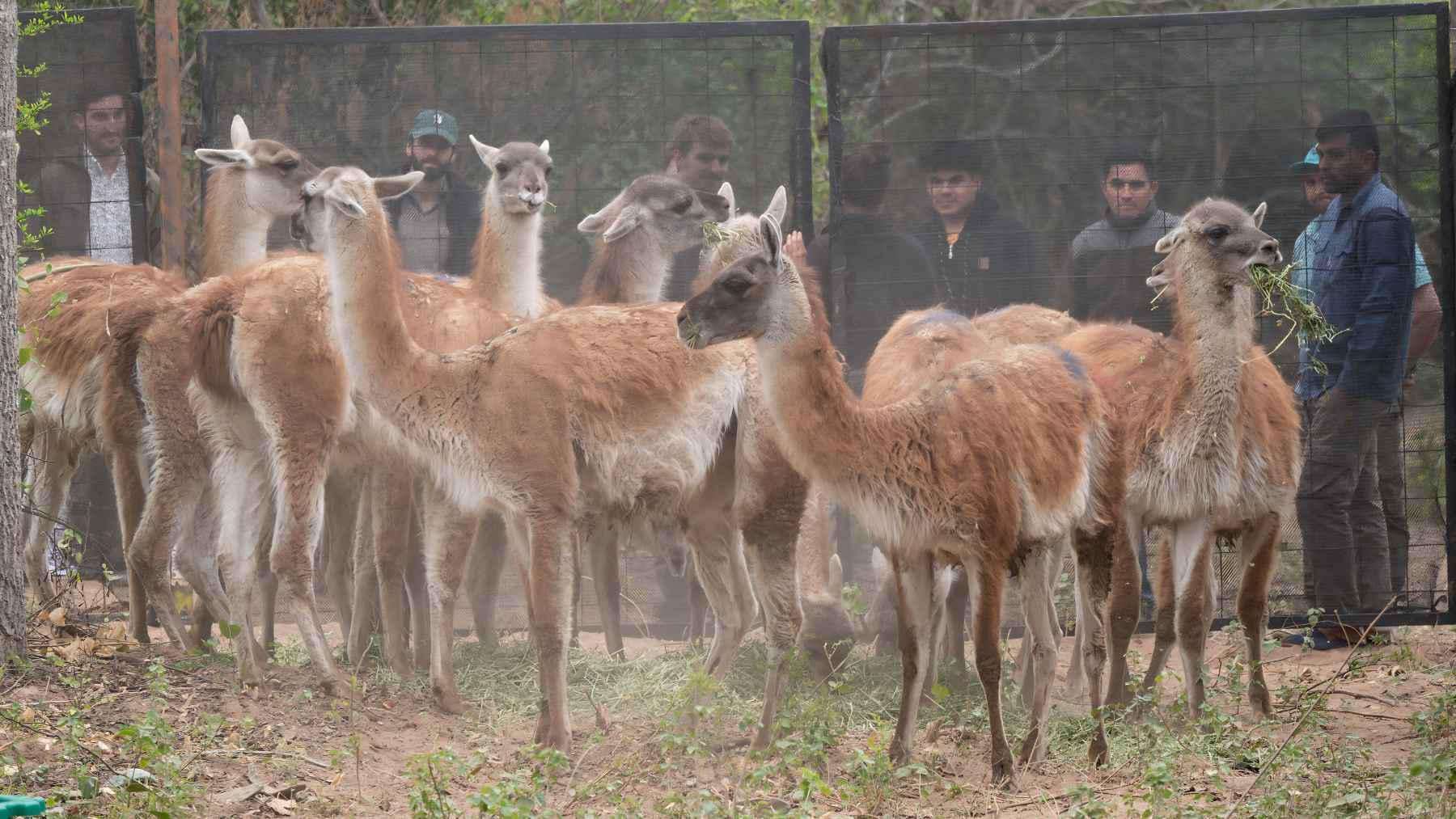 image for Argentina has achieved the unthinkable after 110 years: a mammal considered gone from the region has returned, and its presence could reshape the ecosystem from day one