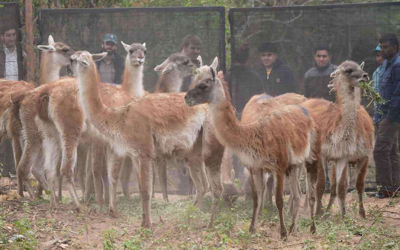 image for Argentina has achieved the unthinkable after 110 years: a mammal considered gone from the region has returned, and its presence could reshape the ecosystem from day one
