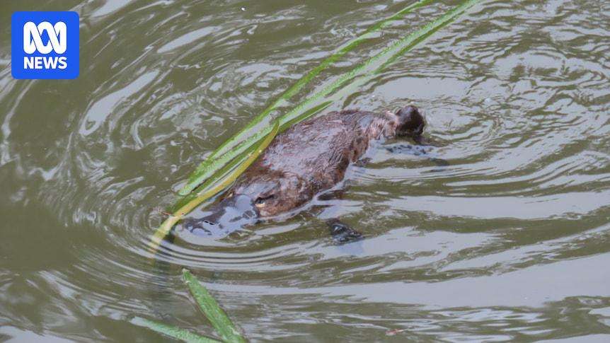 image for Platypus population in Australia's oldest national park increases to at least 20