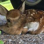 image for [OC] baby deer under my car