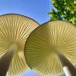 image for Mushrooms in the Sun