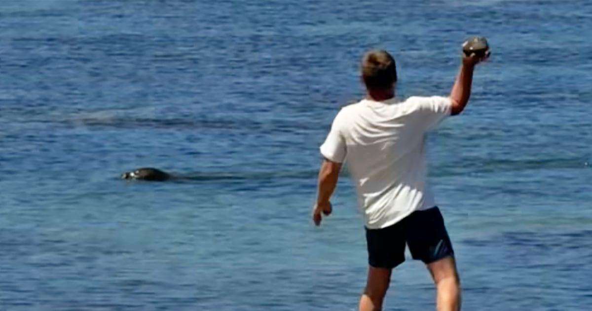 image for Lawyer says tourist accused of hurling rock at Hawaiian monk seal has been doxed and threatened