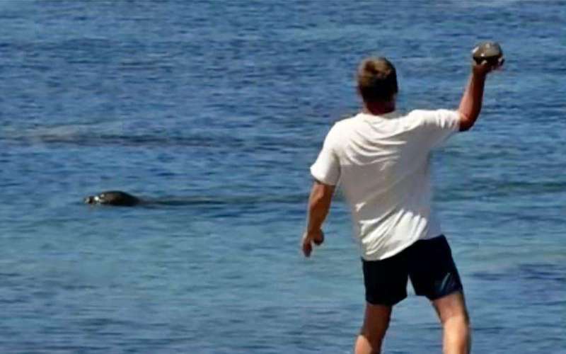 image for Lawyer says tourist accused of hurling rock at Hawaiian monk seal has been doxed and threatened
