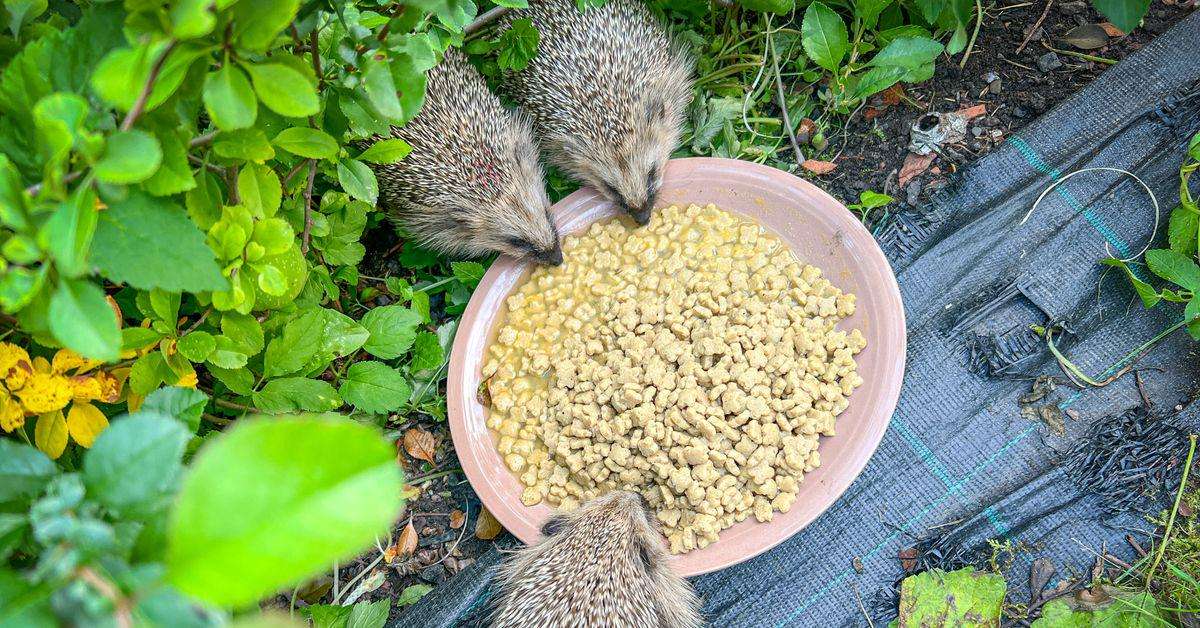 image for WWF Finland launches hedgehog live stream
