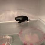 image for My friend keeps a little penguin in her fridge filled with baking soda. I opened it up to this.