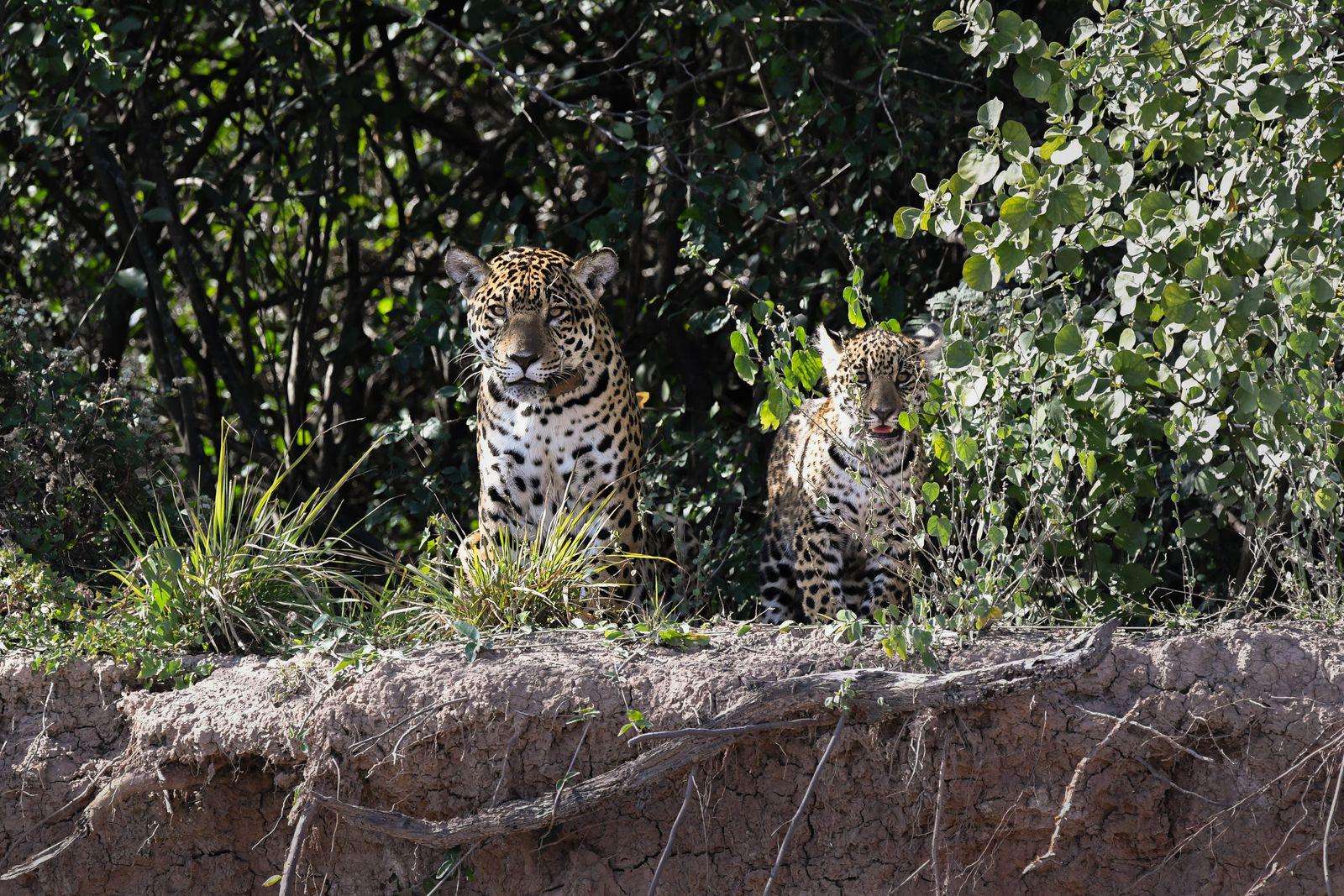 image for Jaguar cub born in Argentina’s Gran Chaco after three decades