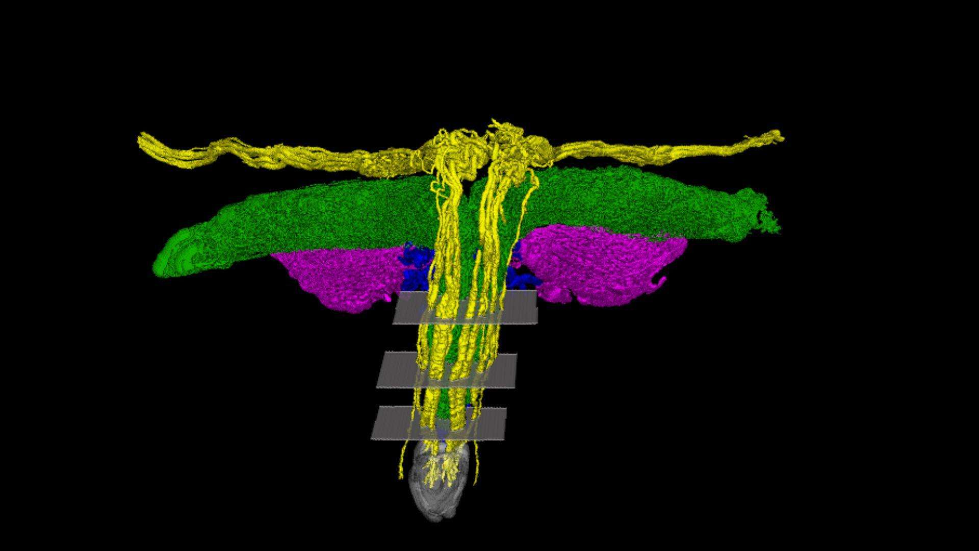 image for Scientists mapped all the nerves of the clitoris for the first time