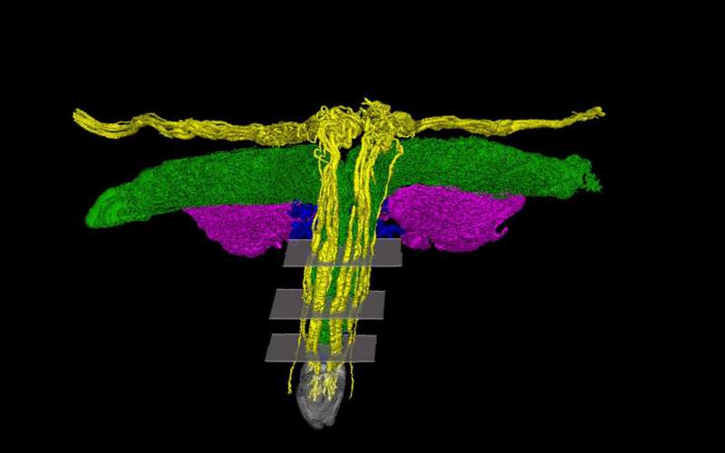 image for Scientists mapped all the nerves of the clitoris for the first time