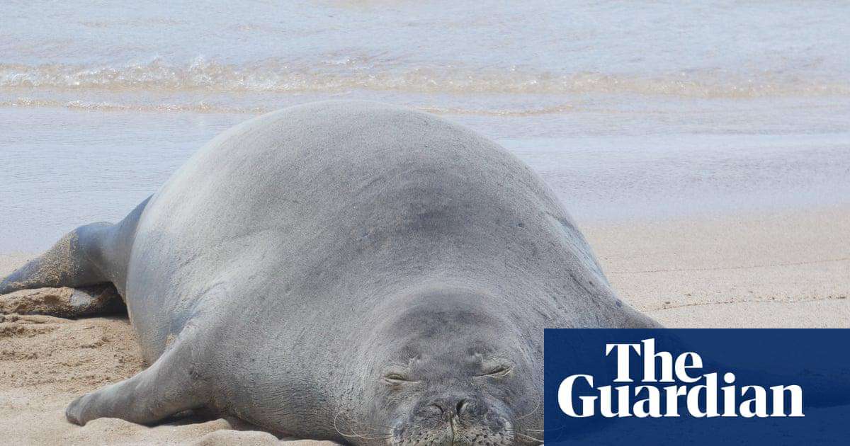 image for Tourist accused of hurling rock at endangered Hawaiian seal was trying to protect sea turtles, lawyer says