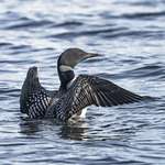 image for Pic of a Loon in Northern Minnesota (OC)