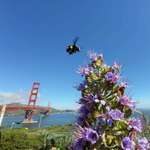 image for (OC) Accidentally captured this bee with the Golden Gate Bridge in the background