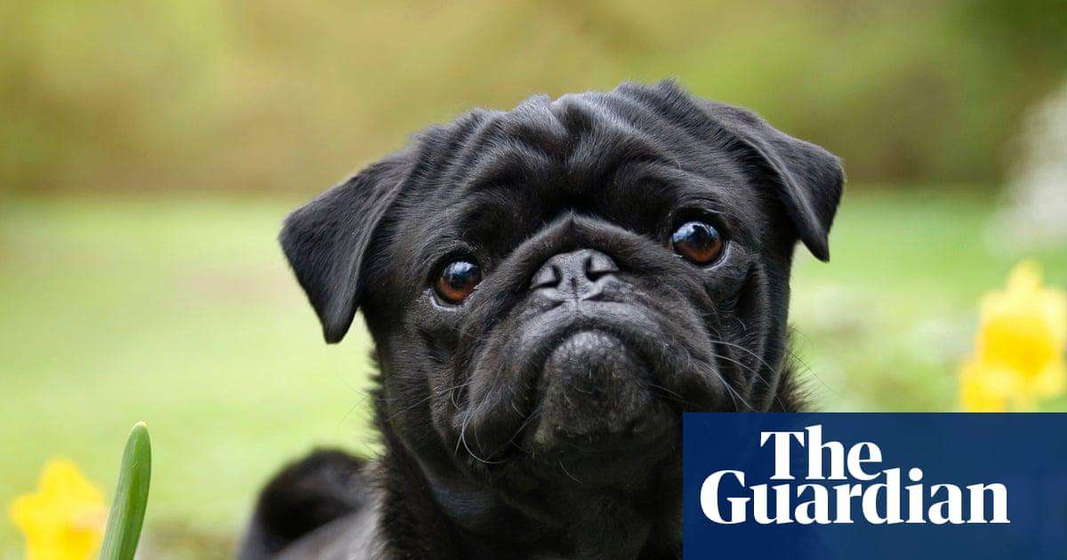 image for Vets welcome data indicating fall in UK popularity of flat-faced dog breeds