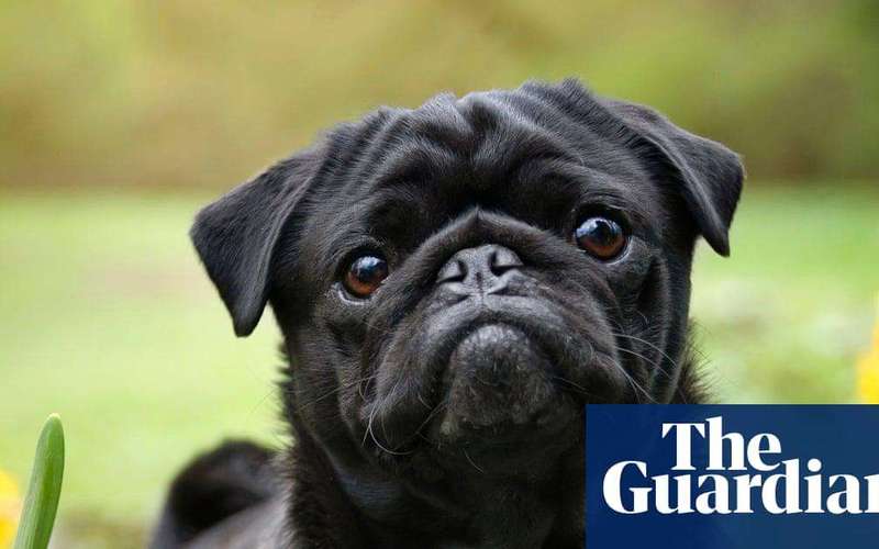 image for Vets welcome data indicating fall in UK popularity of flat-faced dog breeds