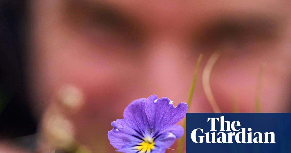 image for Blossoming among spoil heaps: how 1,000 years of lead mining gave birth to banks of pansies and pennycress