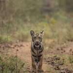 image for A tiger cub from Wild, Ain't he Cute