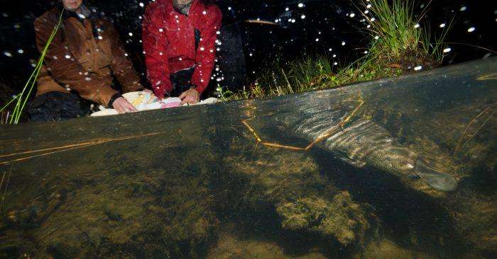 image for Platypus population expands to 20 in Royal National Park: latest survey