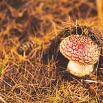 image for Small mushroom hiding under pine needles - near Lake Ruataniwha in Mackenzie region, New Zealand