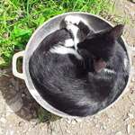 image for (OC) My cat Tulip in a pot