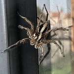 image for [OC] Pretty sure this spider owns my house now.