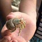 image for [OC] This hermit crab using plastic waste as a shell