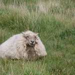 image for [OC] A Sheep I Saw in Ireland