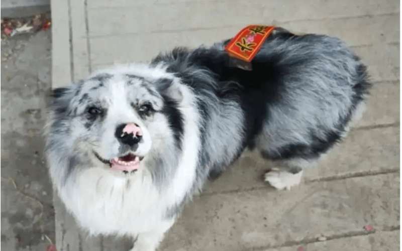 image for Celebrity Border Collie with 1.5m followers dognapped and eaten after it was sold to restaurant for $27