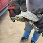 image for Turtle my boss rescued from getting run over in front of our shop.