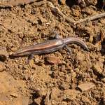 image for I found a skink! I think. [OC]