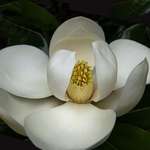 image for I never realized how intricate a magnolia flower is until I photographed one up close.
